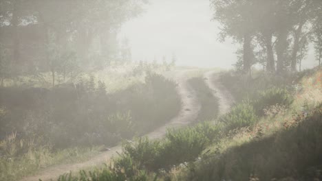 Sunbeams-entering-coniferous-stand-on-a-misty-summer-morning